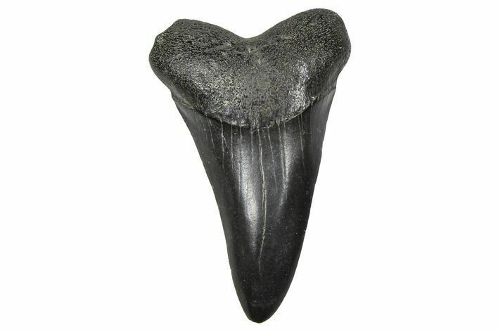 Fossil White Shark Tooth - South Carolina #376004